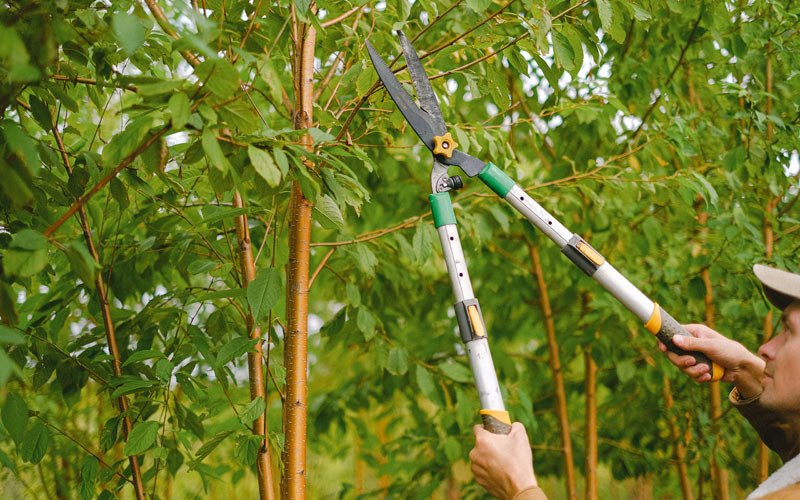 Tree trimming in Hartline, WA